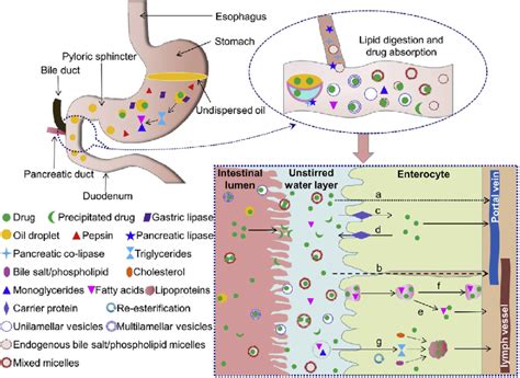 fat gi|fat in gi tract.